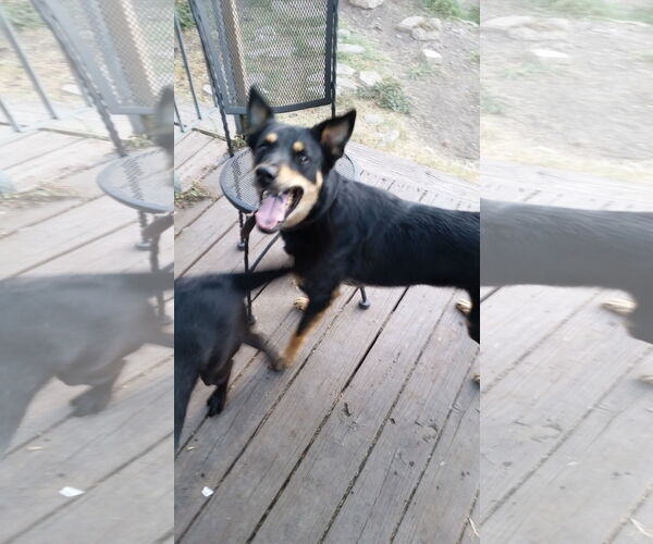 Medium Photo #1 Shollie Puppy For Sale in Pipe Creek, TX, USA