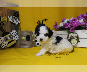 Poodle (Toy) Puppy for sale in CHANUTE, KS, USA