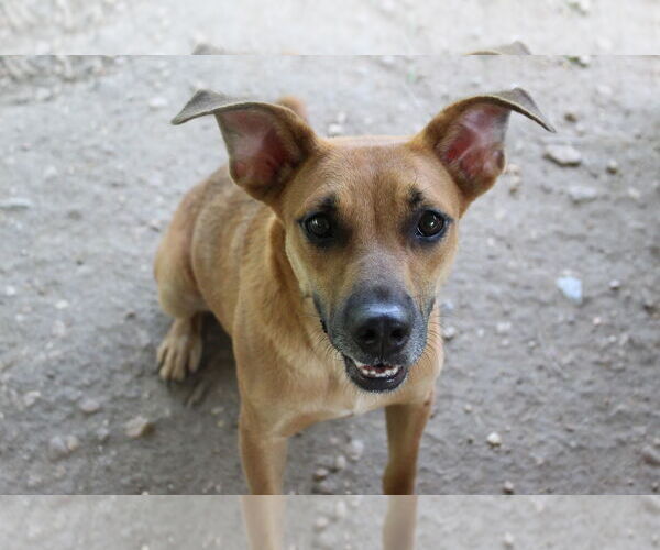 Medium Photo #3 Mutt Puppy For Sale in Jackson, MS, USA