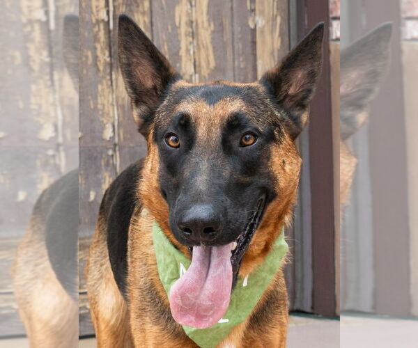 Medium Photo #1 German Shepherd Dog-Unknown Mix Puppy For Sale in Lake Forest, CA, USA