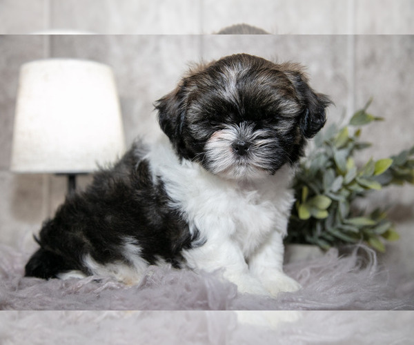 Medium Photo #8 Shih Tzu Puppy For Sale in CLARE, MI, USA
