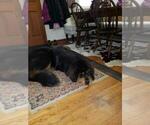 Small Photo #1 Tibetan Mastiff Puppy For Sale in DANVILLE, PA, USA