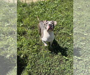 American Staffordshire Terrier-Unknown Mix Dogs for adoption in Jackson, MS, USA