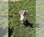Small American Staffordshire Terrier Mix