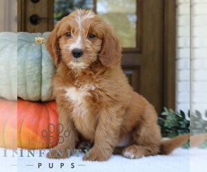 Goldendoodle (Miniature) Puppy for sale in PARADISE, PA, USA