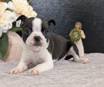 Small Photo #20 Boston Terrier Puppy For Sale in GOSHEN, IN, USA
