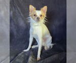 Small #1 Chihuahua Mix
