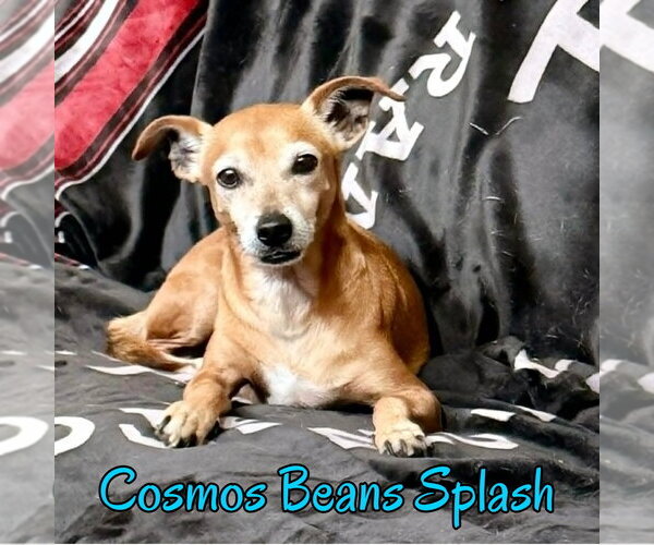Medium Photo #6 Chiweenie Puppy For Sale in San Antonio, TX, USA