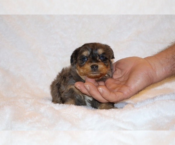 Medium Photo #11 Poodle (Toy)-YorkiePoo Mix Puppy For Sale in DYERSBURG, TN, USA