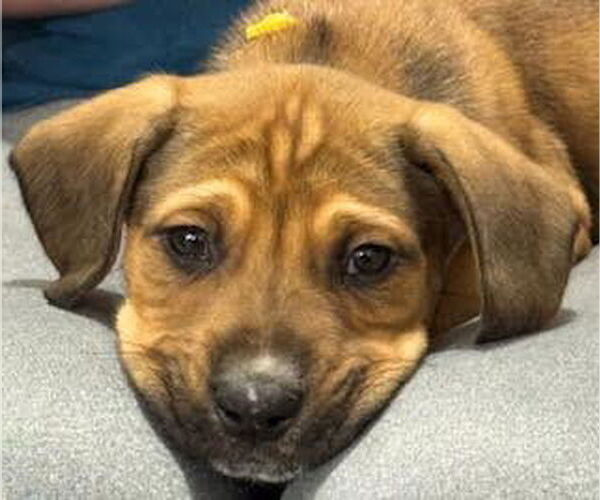 Medium Photo #3 Labbe Puppy For Sale in Princeton, MN, USA