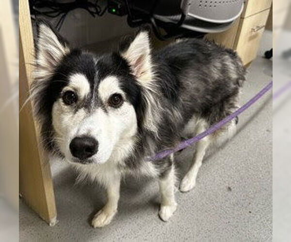 Medium Photo #17 Huskies -Unknown Mix Puppy For Sale in Oakhurst, NJ, USA