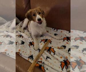 Lola - Female Australian Shepherd-Unknown Mix Dog for Adoption