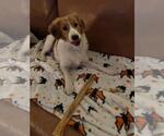 Lola - Female Australian Shepherd-Unknown Mix Dog for Adoption - Small photo
