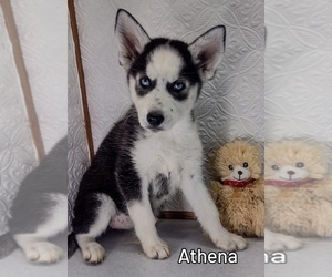 Siberian Husky Puppy for sale in MOUNT AYR, IA, USA