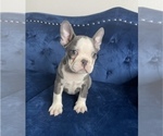 Small Photo #16 French Bulldog Puppy For Sale in MENLO PARK, CA, USA
