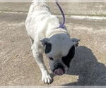 Small #1 French Bulldog