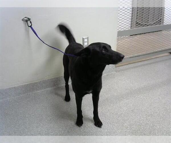 Medium Photo #1 Labrador Retriever-Unknown Mix Puppy For Sale in Pasadena, TX, USA