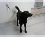 Small Labrador Retriever Mix