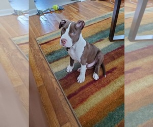 American Pit Bull Terrier Puppy for sale in IRVINGTON, NJ, USA