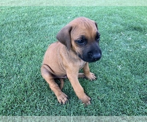 Rhodesian Ridgeback Puppy for sale in QUEEN CREEK, AZ, USA