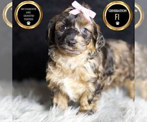 Medium YorkiePoo