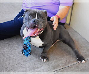 Bulldog-Unknown Mix Dogs for adoption in McKinney, TX, USA