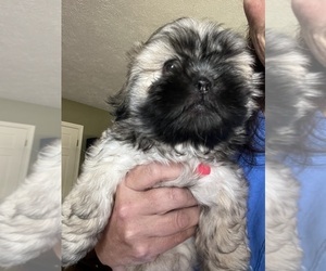 Shih Tzu Puppy for sale in SUGAR HILL, GA, USA
