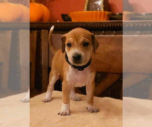 Medium Photo #1 Mutt Puppy For Sale in Plainfield, IL, USA