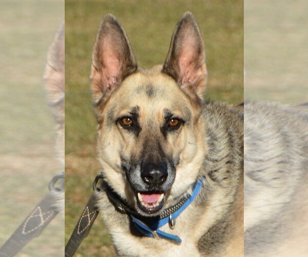 Medium Photo #1 German Shepherd Dog Puppy For Sale in Phoenix, AZ, USA