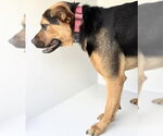 Small German Shepherd Dog Mix
