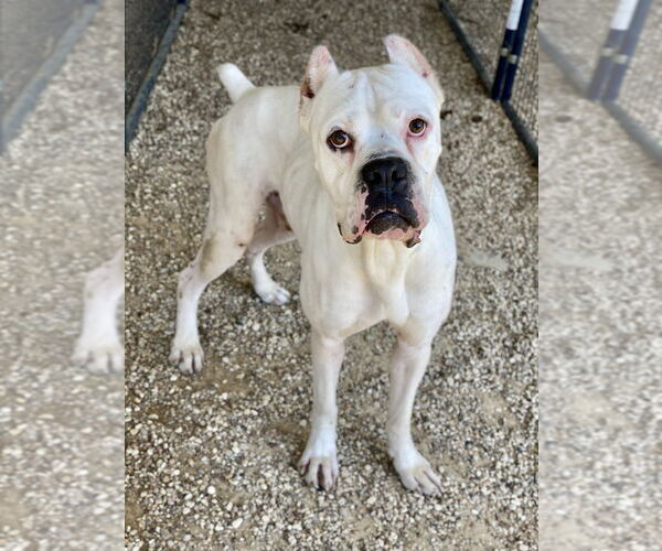 Medium Photo #3 Boxer Puppy For Sale in Austin, TX, USA