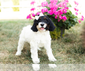 Cock-A-Poo Puppy for sale in MILLERSBURG, IN, USA