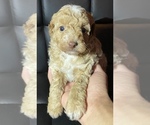 Small Photo #1 Poodle (Toy) Puppy For Sale in HANFORD, CA, USA