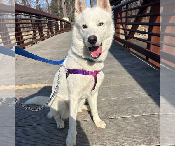 Medium Photo #23 Huskies -Unknown Mix Puppy For Sale in Fargo, ND, USA