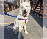 Small #22 Huskies  Mix