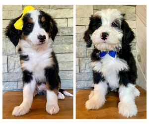 Bernedoodle (Miniature) Puppy for Sale in PETERSTOWN, West Virginia USA
