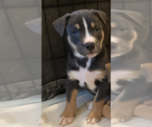 American Staffordshire Terrier-Unknown Mix Dogs for adoption in Holly Springs, NC, USA