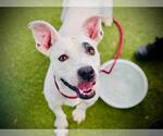 Small #1 American Pit Bull Terrier-Bluetick Coonhound Mix