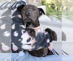 Aspen - Male Labrador Retriever-Unknown Mix Dog for Adoption - Photo #6