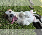 Small #3 Labrador Retriever Mix