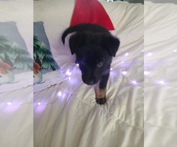 Medium Photo #4 German Shepherd Dog Puppy For Sale in MONTREAL, MO, USA