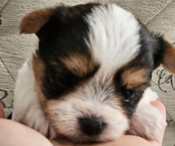 Medium Photo #4 Yorkshire Terrier Puppy For Sale in SALEM, OR, USA