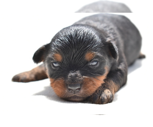 Medium Photo #1 Miniature Australian Shepherd Puppy For Sale in PALM COAST, FL, USA