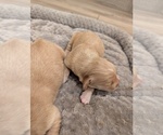 Small #4 Golden Retriever
