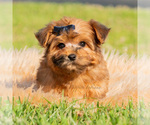 Small #4 Yorkipoo