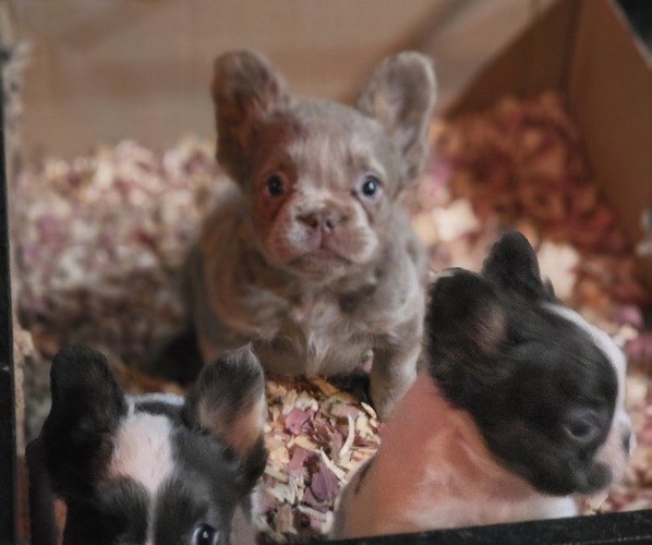 Medium Photo #1 French Bulldog Puppy For Sale in PORTLAND, OR, USA