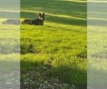 Small Photo #1 German Shepherd Dog Puppy For Sale in PLYMOUTH, IN, USA