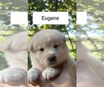 Puppy Eugene Shiba Inu