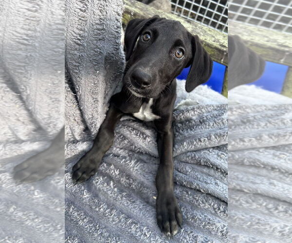 Medium Photo #6 Greyhound-Unknown Mix Puppy For Sale in Laramie, WY, USA