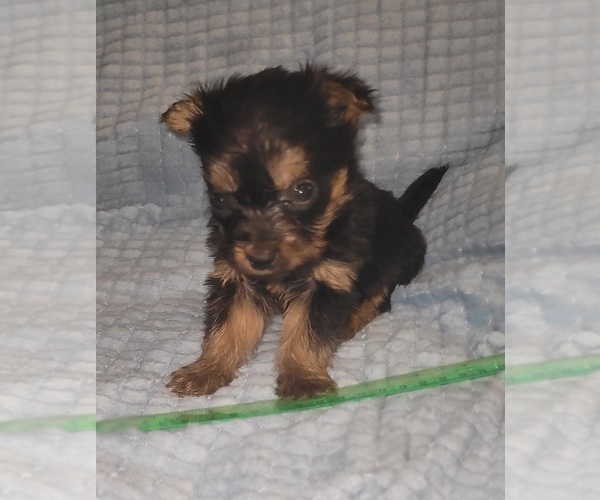 Medium Photo #281 Yorkshire Terrier Puppy For Sale in AKRON, OH, USA